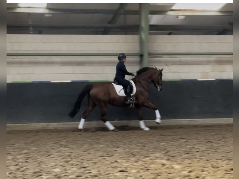 Oldenburg Mare 15 years 16 hh Chestnut in Wolfsburg