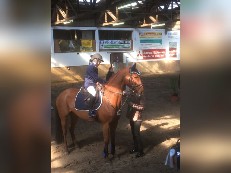 Oldenburg Mare 15 years 16 hh Chestnut-Red in Bramsche