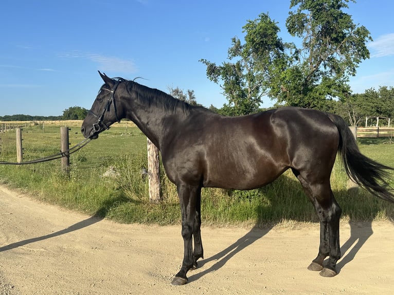 Oldenburg Mare 15 years 16 hh Smoky-Black in Boppard