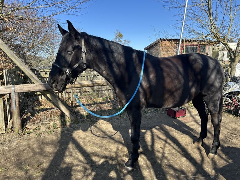 Oldenburg Mare 15 years 16 hh Smoky-Black in Boppard
