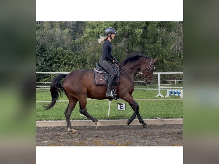 Oldenburg Mare 15 years 16,1 hh Brown in Sankt Peter am Kammersberg