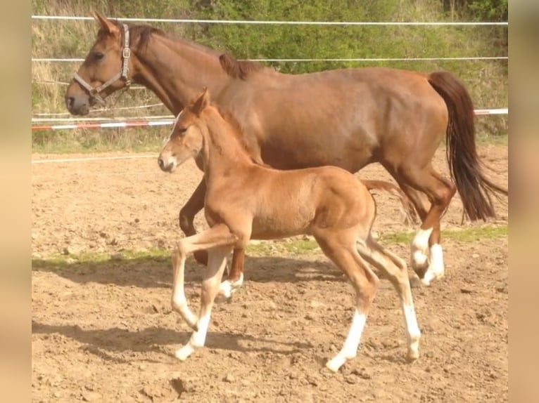 Oldenburg Mare 15 years 16,1 hh Chestnut-Red in Hünfeld