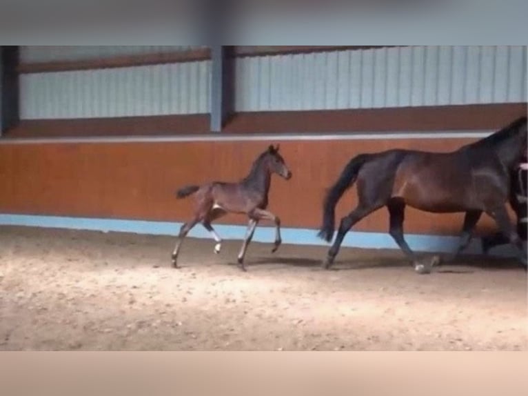 Oldenburg Mare 15 years 16,1 hh Smoky-Black in Großefehn Bagband