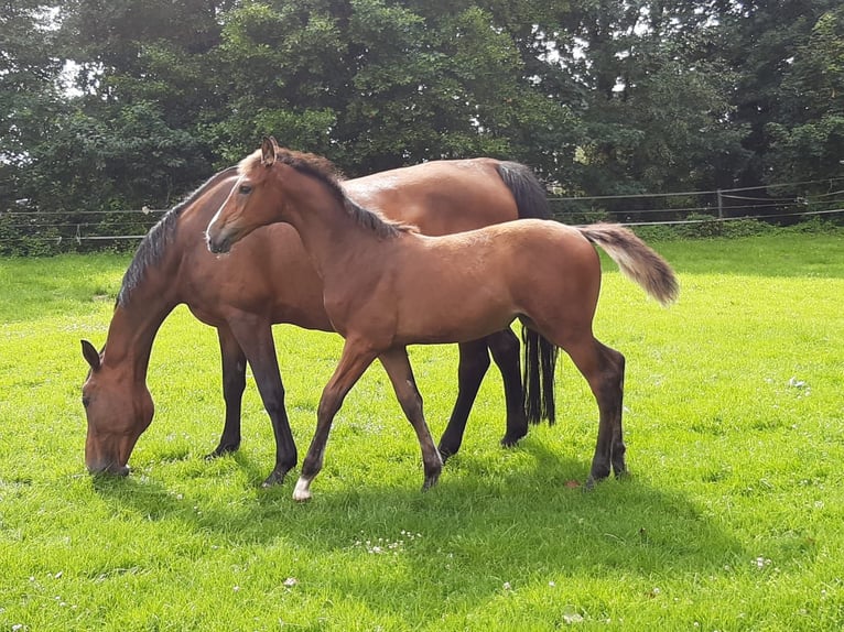 Oldenburg Mare 15 years 16,2 hh Brown in Nortrup