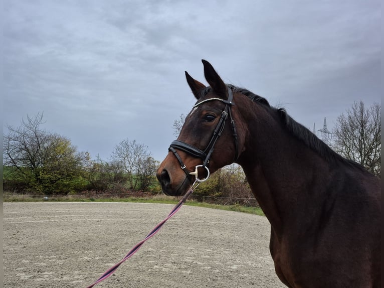 Oldenburg Mare 15 years 16,2 hh Brown in Bruchsal