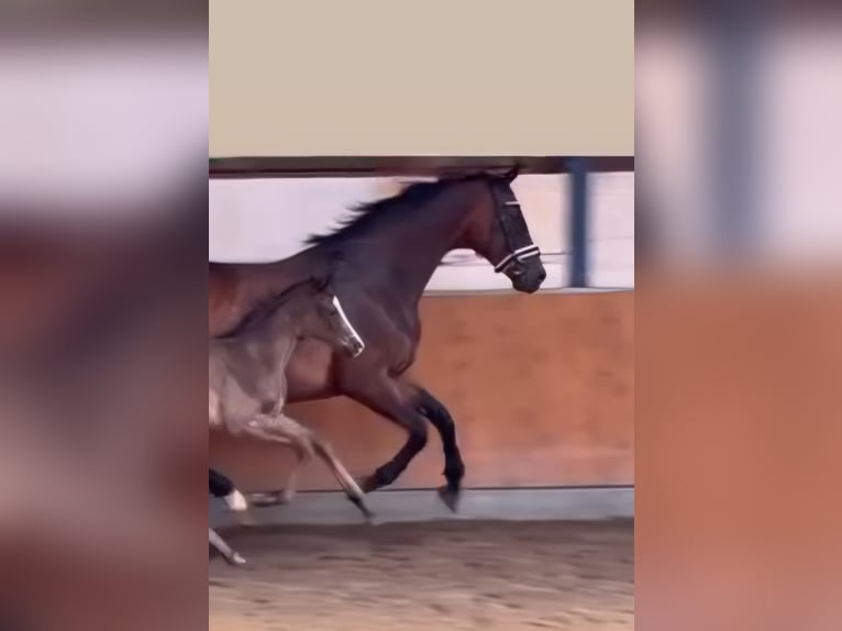 Oldenburg Mare 15 years 16,2 hh Brown in Bruchsal