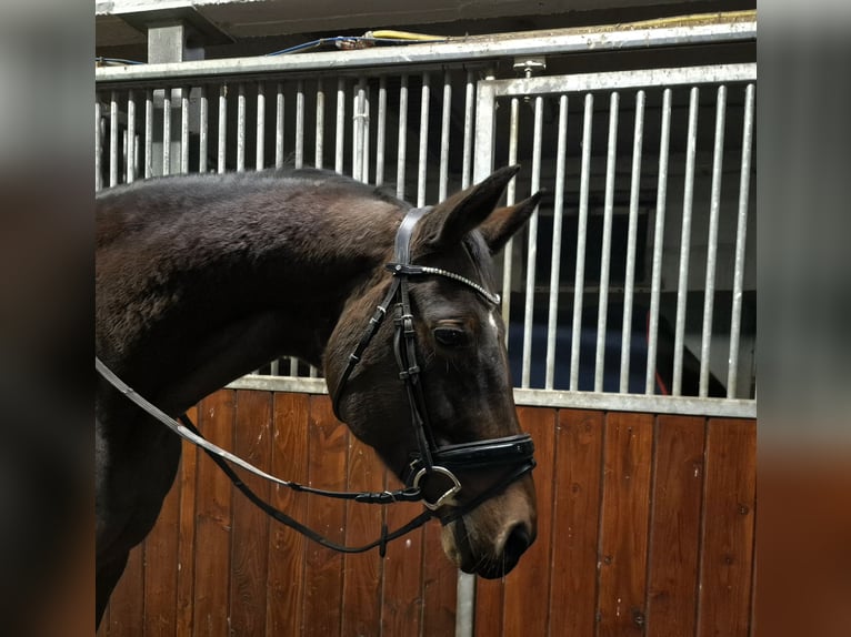 Oldenburg Mare 15 years 16,2 hh Brown in Bruchsal