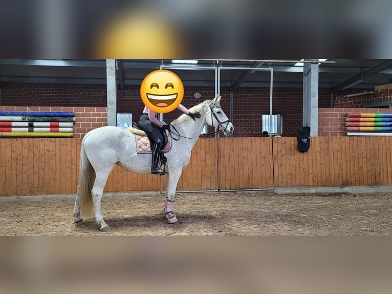 Oldenburg Mare 15 years 16,2 hh Grey-Fleabitten in Hesel