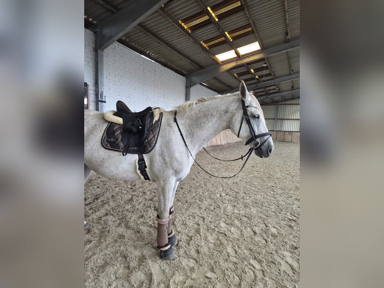 Oldenburg Mare 15 years 16,2 hh Grey-Fleabitten in Hesel