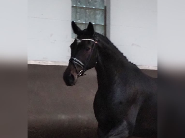 Oldenburg Mare 15 years 16,2 hh Smoky-Black in Bramsche