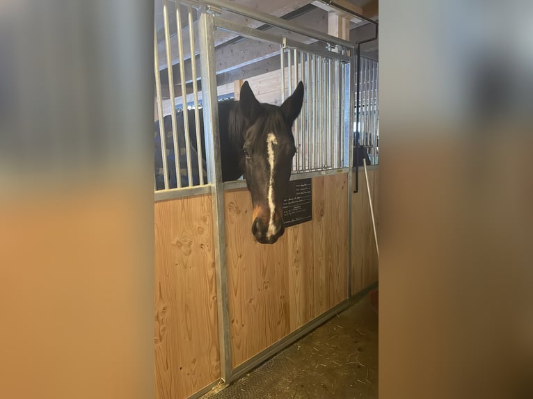 Oldenburg Mare 15 years 16,3 hh Bay-Dark in Zernez