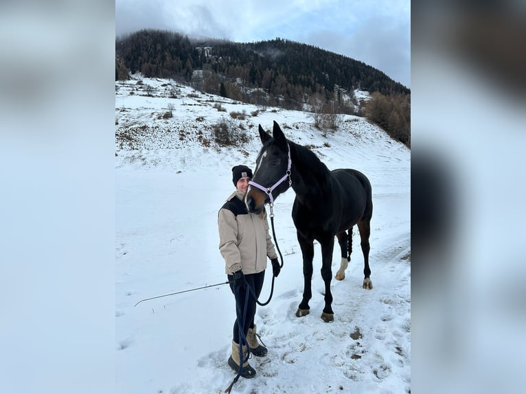 Oldenburg Mare 15 years 16,3 hh Bay-Dark in Zernez