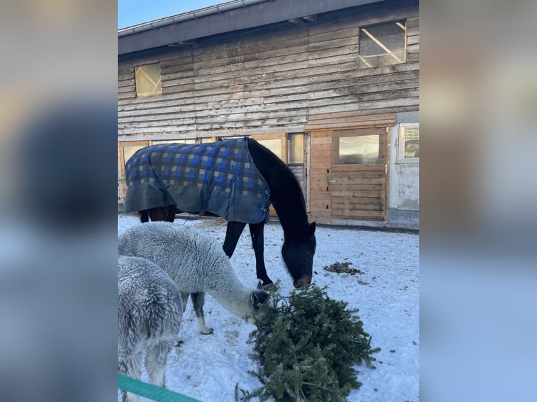 Oldenburg Mare 15 years 16,3 hh Bay-Dark in Zernez