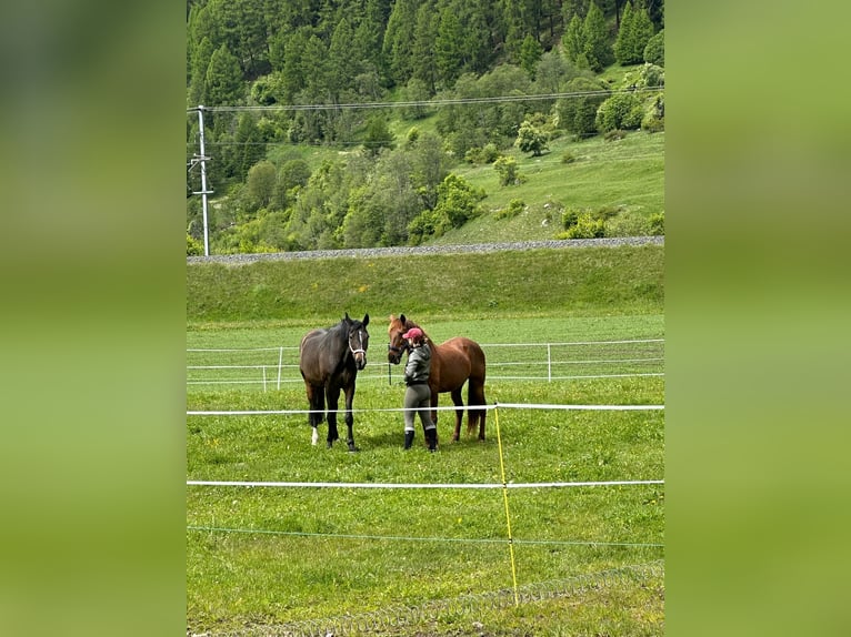 Oldenburg Mare 15 years 16,3 hh Bay-Dark in Zernez