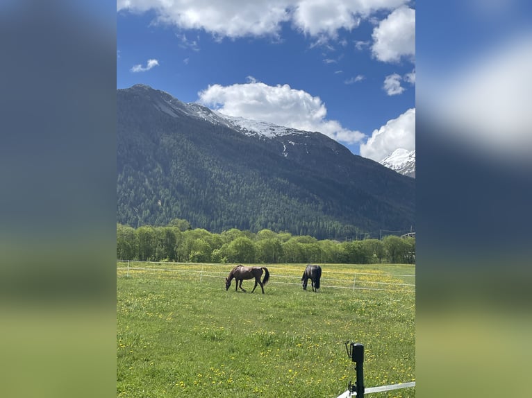 Oldenburg Mare 15 years 16,3 hh Bay-Dark in Zernez
