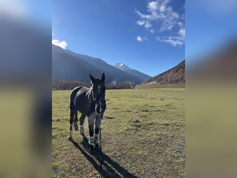 Oldenburg Mare 15 years 16,3 hh Bay-Dark in Zernez