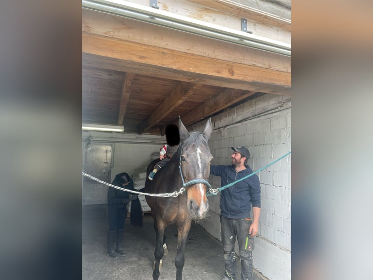 Oldenburg Mare 15 years 16,3 hh Bay-Dark in Zernez