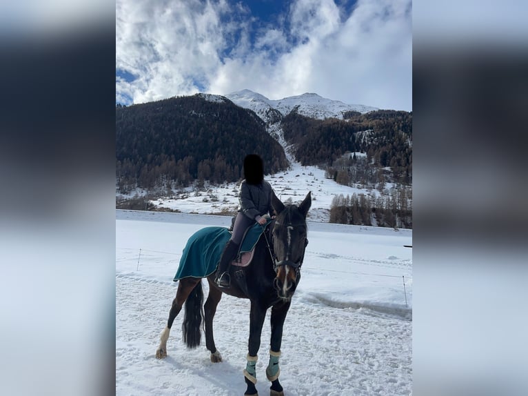 Oldenburg Mare 15 years 16,3 hh Bay-Dark in Zernez