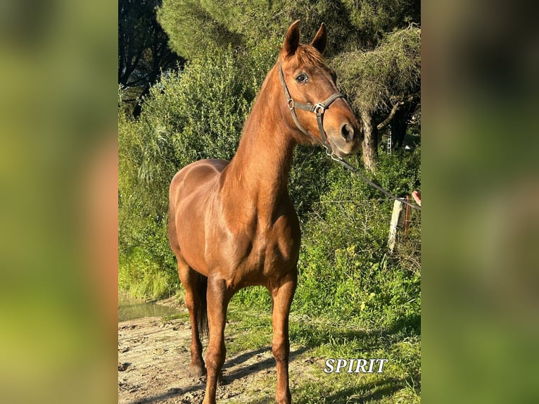 Oldenburg Mare 15 years 16,3 hh Bay-Dark in Zernez