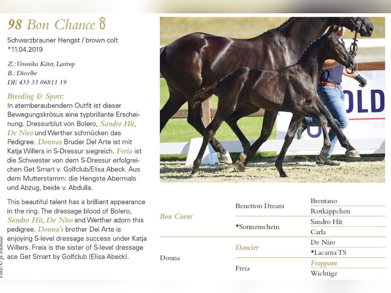 Oldenburg Mare 15 years 16,3 hh Black in Lastrup