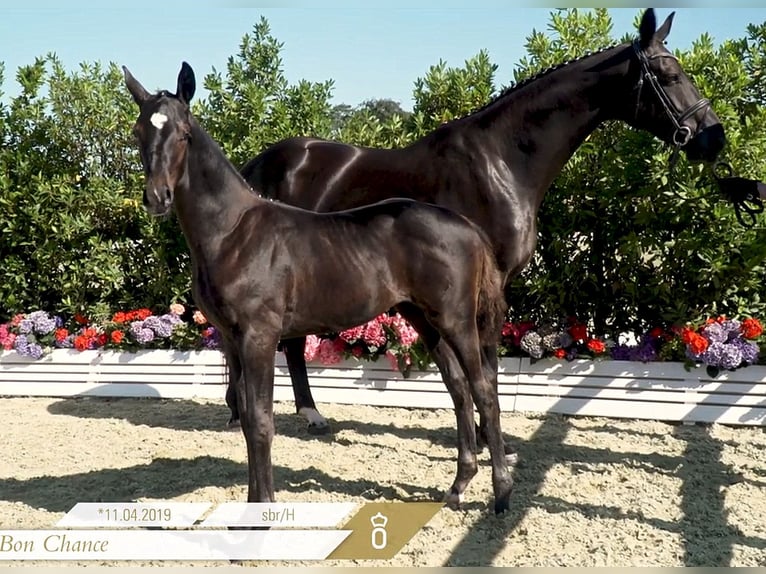 Oldenburg Mare 15 years 16,3 hh Black in Lastrup