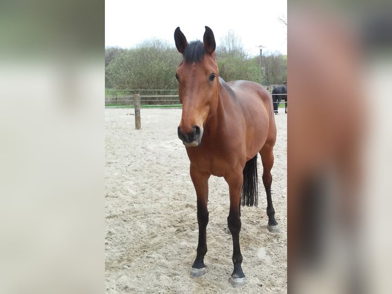 Oldenburg Mare 15 years 16,3 hh Brown in Nettetal