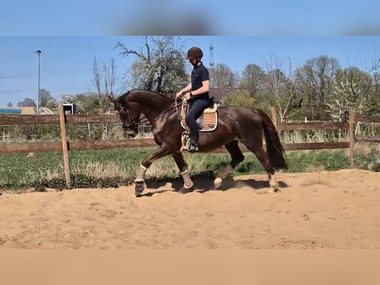 Oldenburg Mare 15 years 16,3 hh Chestnut in Bad M&#xFC;nder am Deister