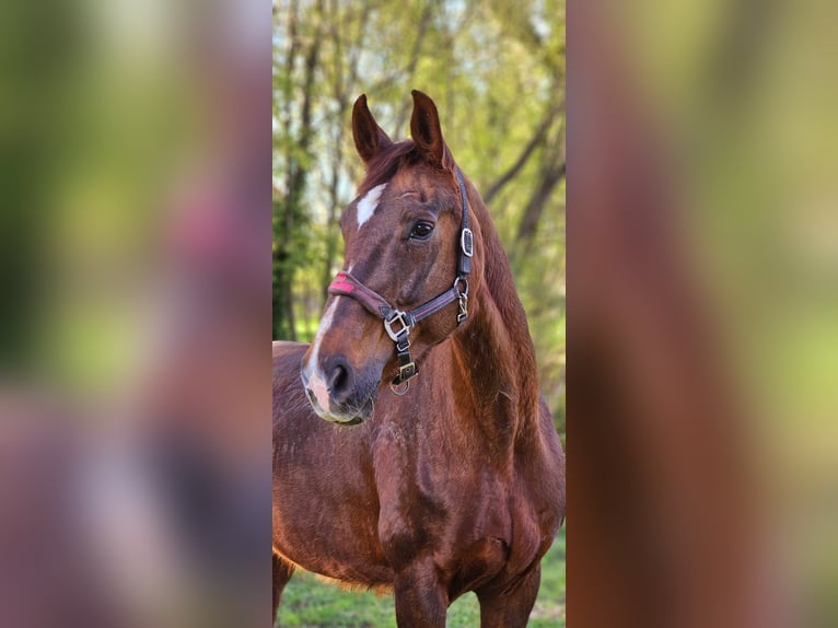 Oldenburg Mare 15 years 16,3 hh Chestnut in Bad M&#xFC;nder am Deister