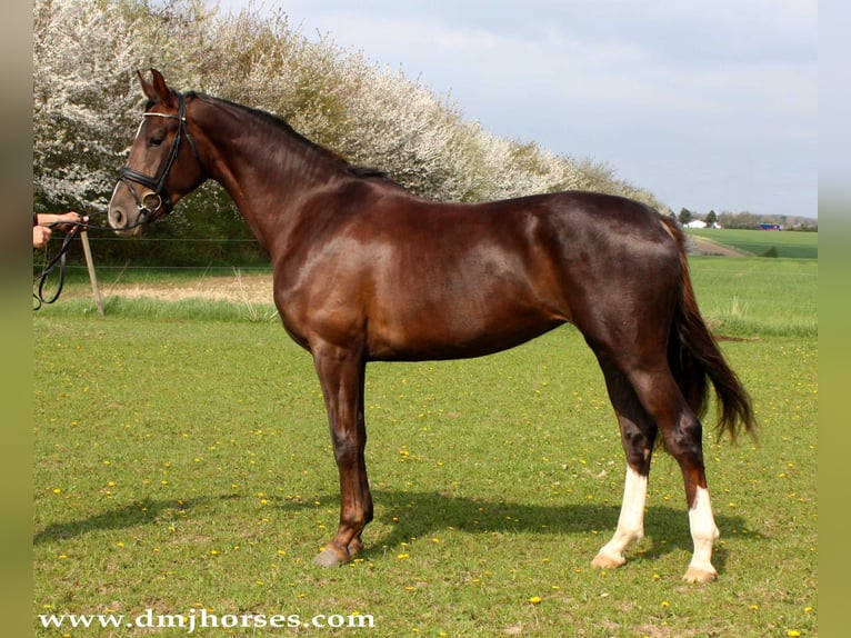 Oldenburg Mare 15 years 16,3 hh Chestnut in Bad M&#xFC;nder am Deister