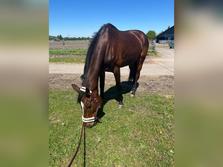 Oldenburg Mare 15 years 17.1 hh Bay-Dark in Lingen