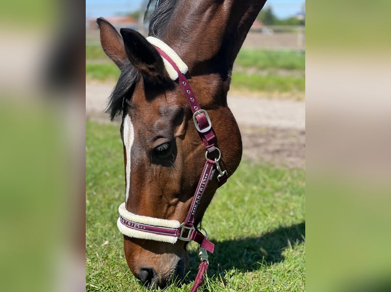 Oldenburg Mare 15 years 17.1 hh Bay-Dark in Lingen