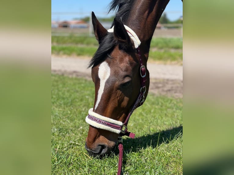 Oldenburg Mare 15 years 17.1 hh Bay-Dark in Lingen