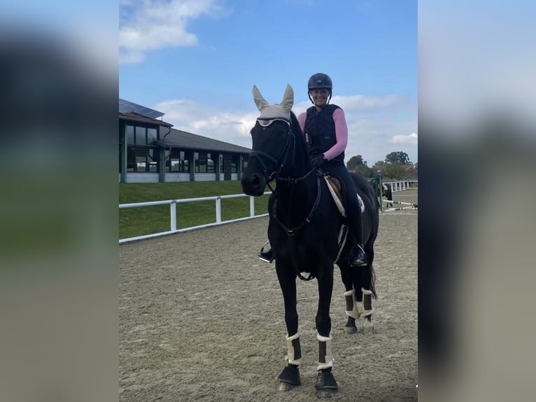 Oldenburg Mare 15 years 17 hh Black in Warendorf