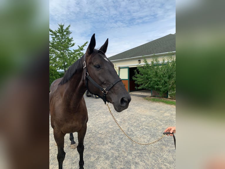 Oldenburg Mare 15 years 17 hh Brown in Citra, Fl