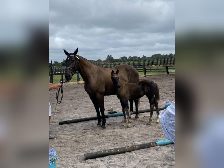 Oldenburg Mare 15 years 17 hh Brown in Citra, Fl