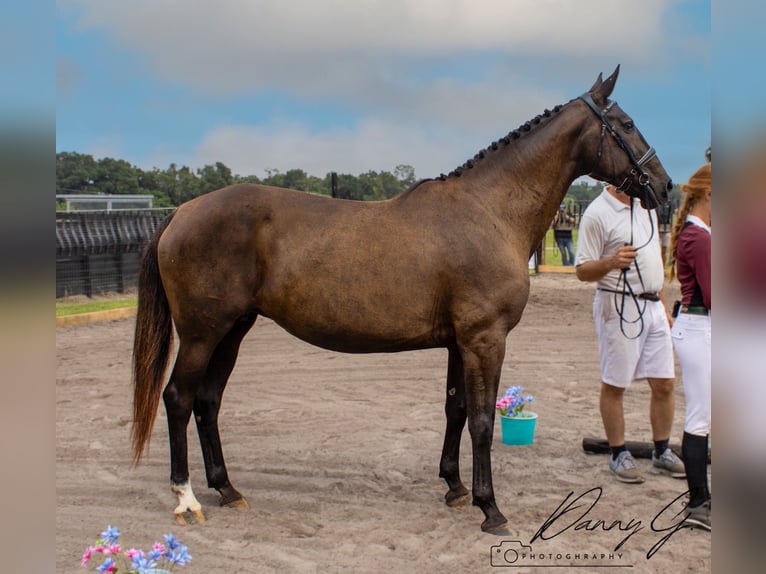 Oldenburg Mare 15 years 17 hh Brown in Citra, Fl