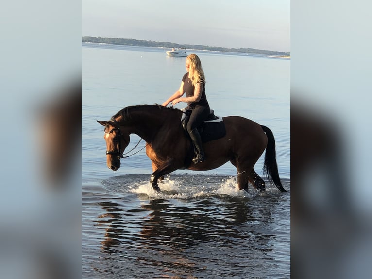 Oldenburg Mare 15 years 17,1 hh Brown in Osdorf