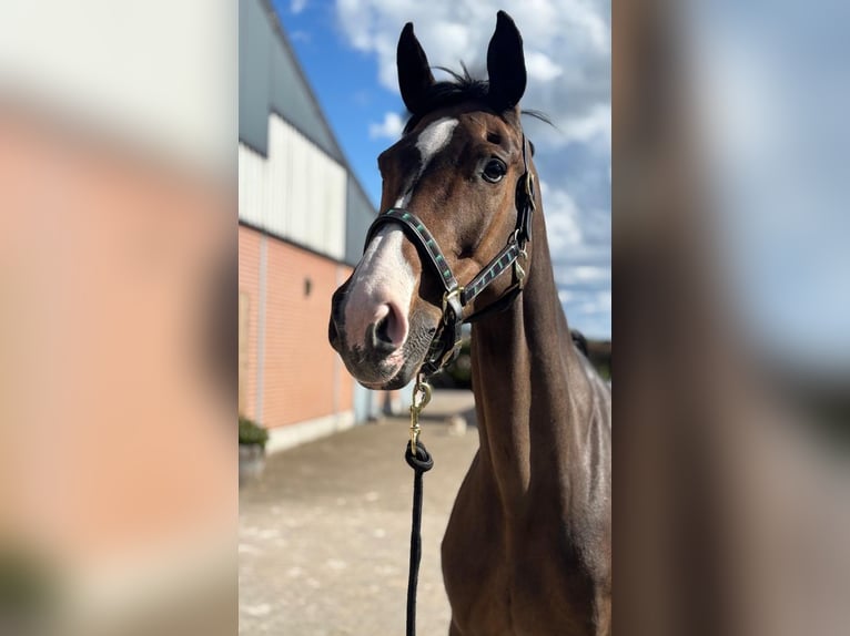 Oldenburg Mare 16 years 15.1 hh Brown in Ravels