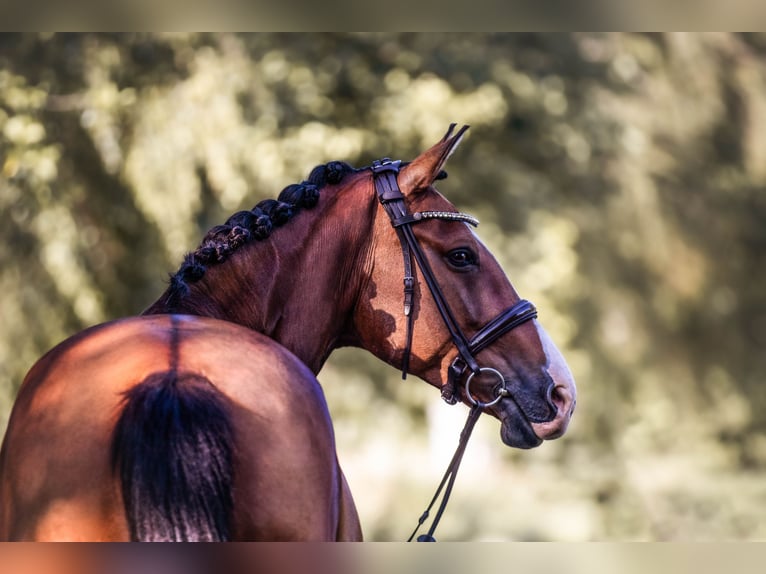 Oldenburg Mare 16 years 16.1 hh Brown in Elmshorn