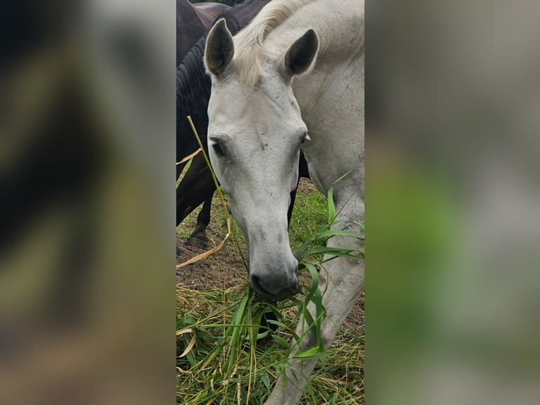 Oldenburg Mare 16 years 16,1 hh Gray-Dark-Tan in Bad Oldesloe