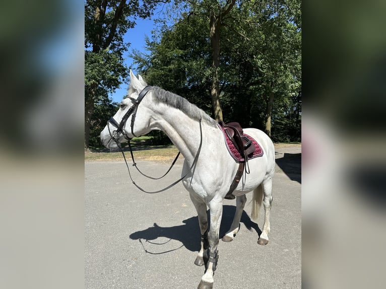 Oldenburg Mare 16 years 16.1 hh Grey in Ganderkesee