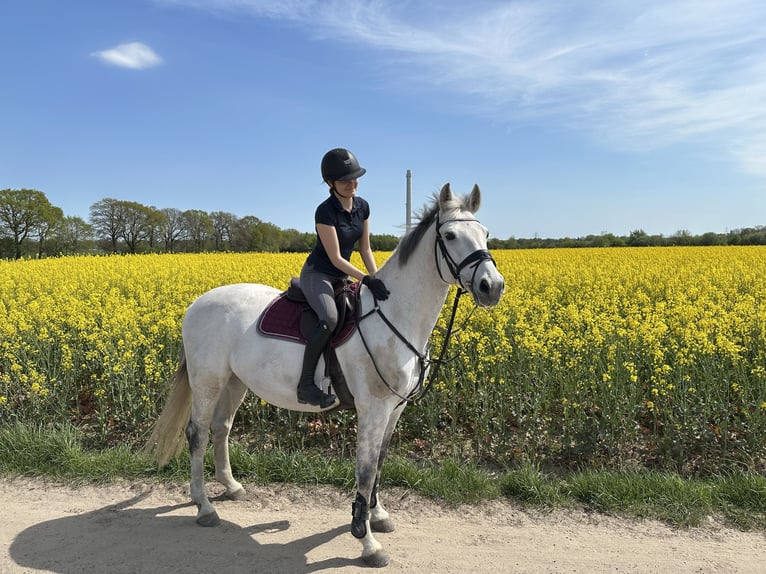 Oldenburg Mare 16 years 16.1 hh Grey in Ganderkesee