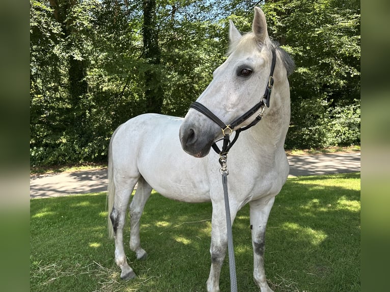 Oldenburg Mare 16 years 16.1 hh Grey in Ganderkesee