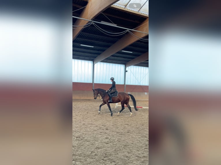 Oldenburg Mare 16 years 16.2 hh Brown in Bramsche