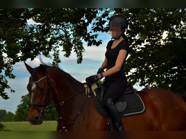 Oldenburg Mare 16 years 16.2 hh Brown in Bramsche