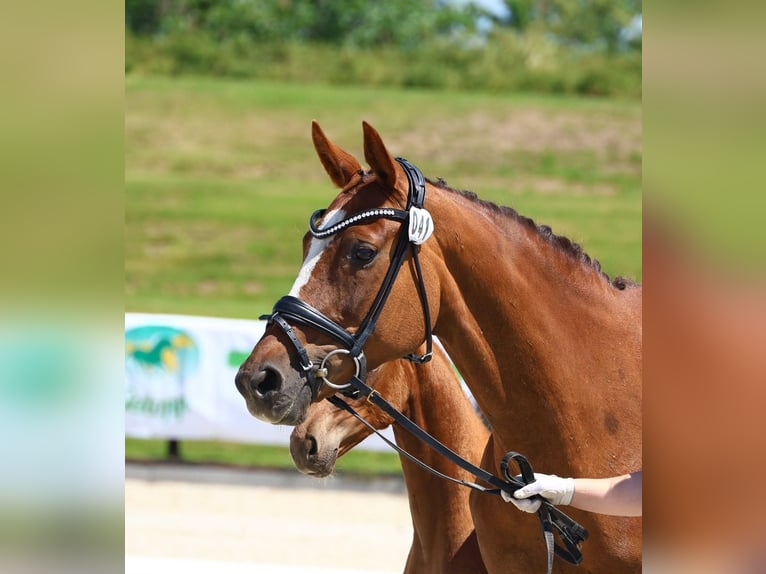 Oldenburg Mare 16 years 16,2 hh Chestnut in Werder