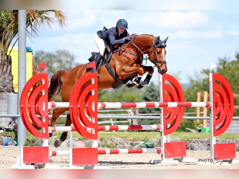 Oldenburg Mare 16 years 16.2 hh Chestnut-Red in Rickenbach LU