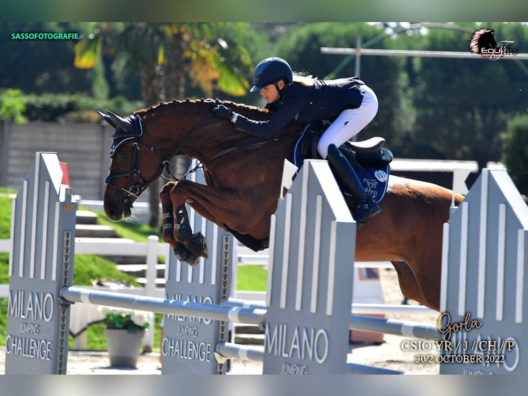 Oldenburg Mare 16 years 16.2 hh Chestnut-Red in Rickenbach LU