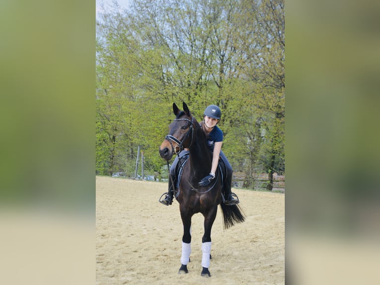 Oldenburg Mare 16 years 16 hh Brown in Velbert