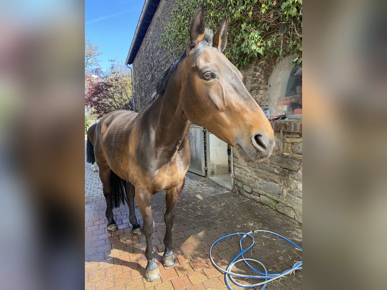 Oldenburg Mare 16 years 16 hh Brown in Velbert